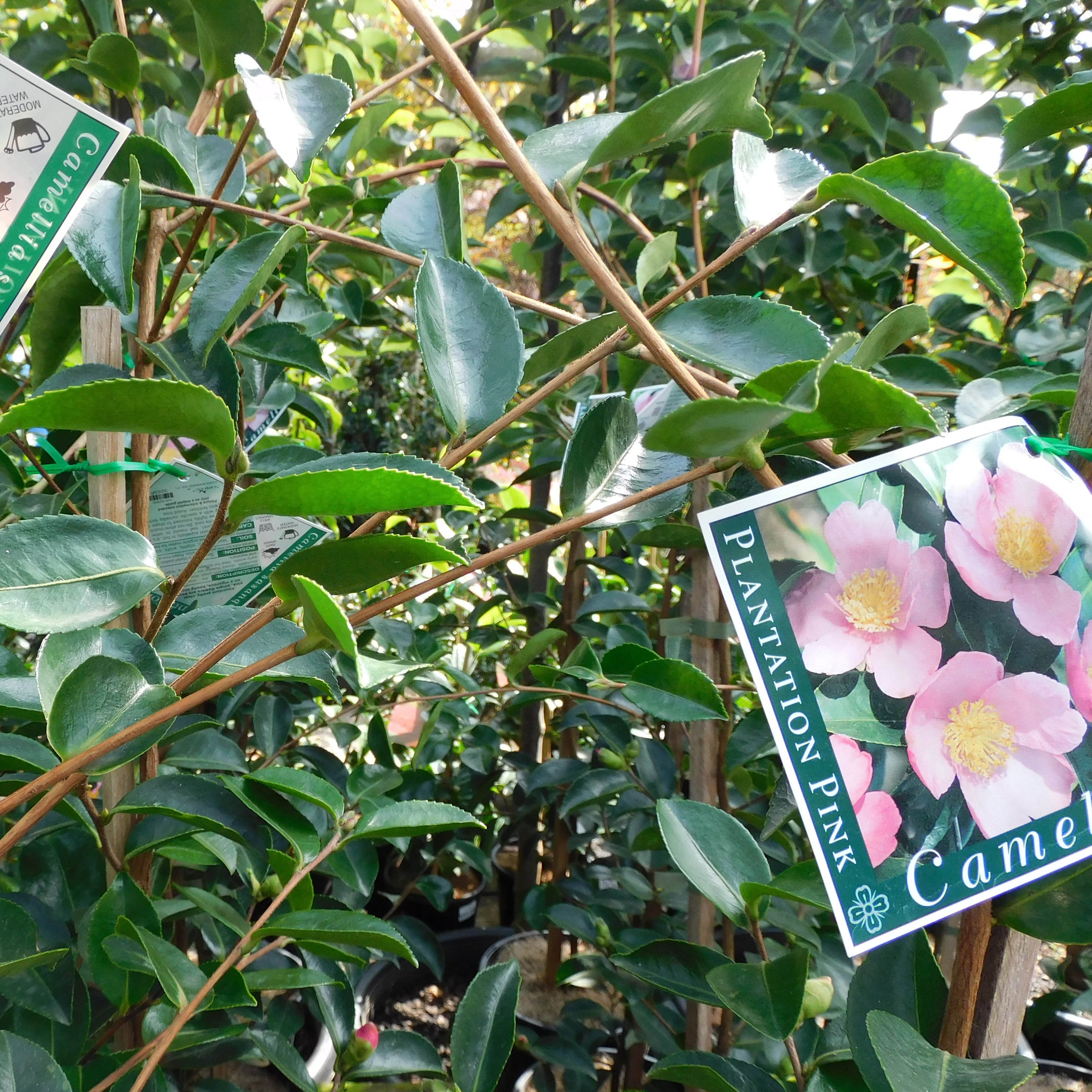 Camellias – Wombat Gully Plant Farm Geelong