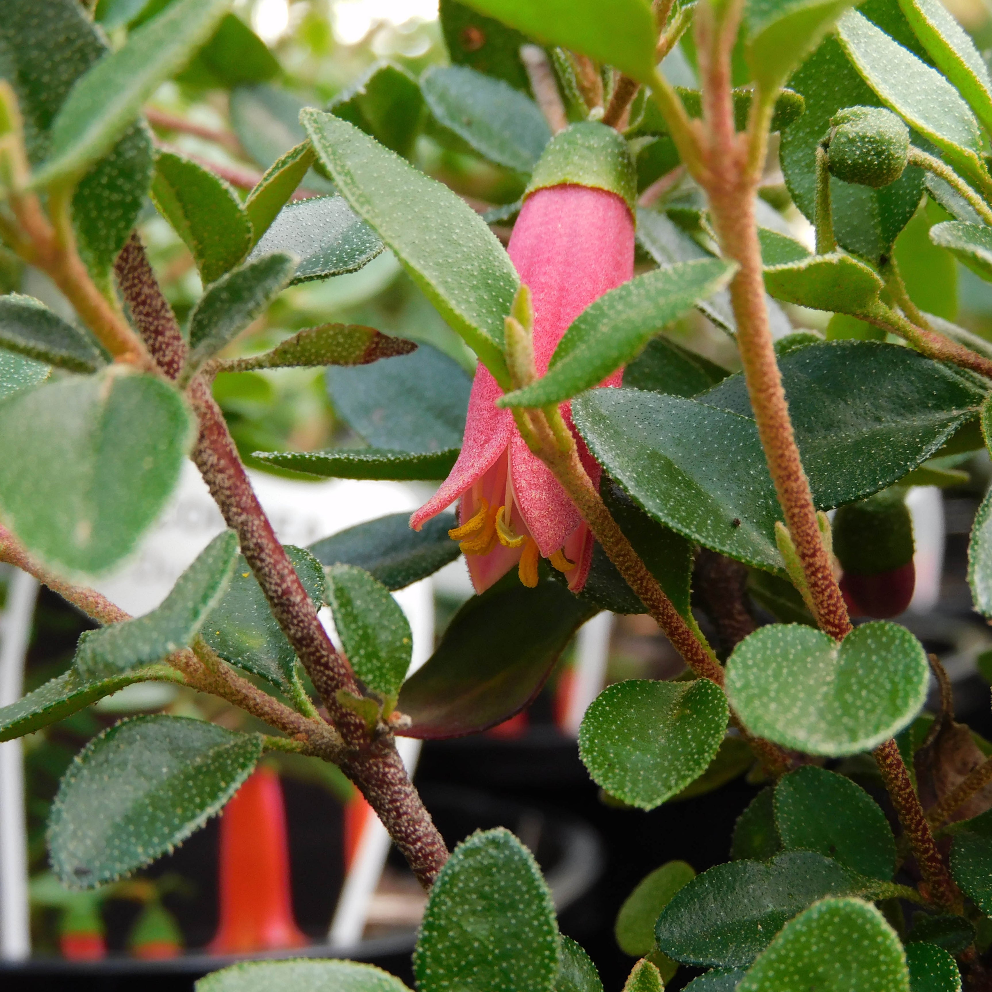 Dusky correa bells plant