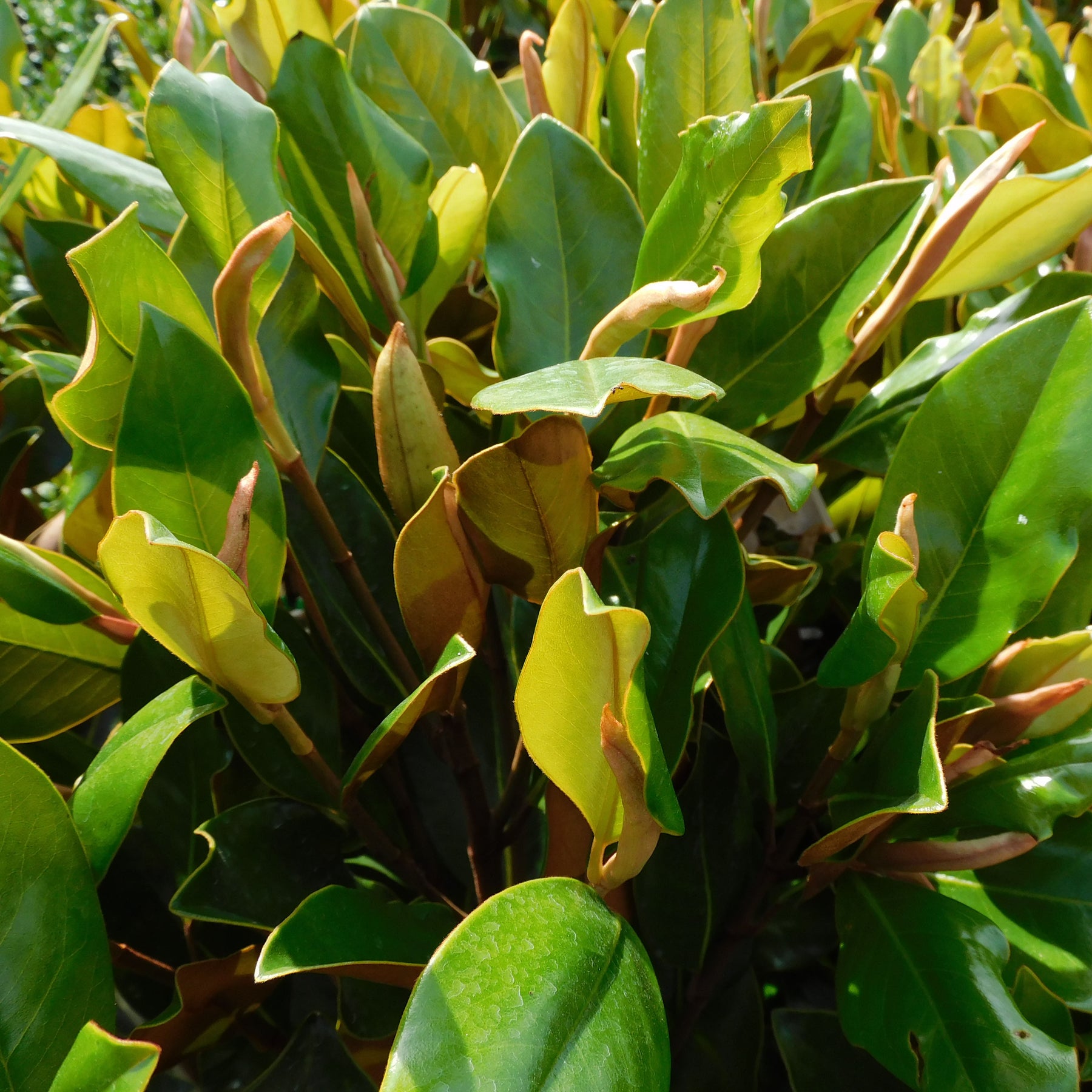 Trees – Wombat Gully Plant Farm Geelong