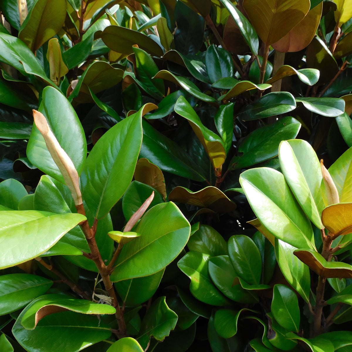 Trees – Wombat Gully Plant Farm Geelong