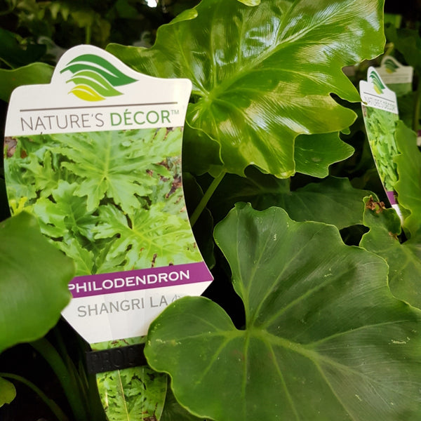 philodendron shangri la size Philodendron 'Shangrila' – Wombat Gully Plant Farm Geelong