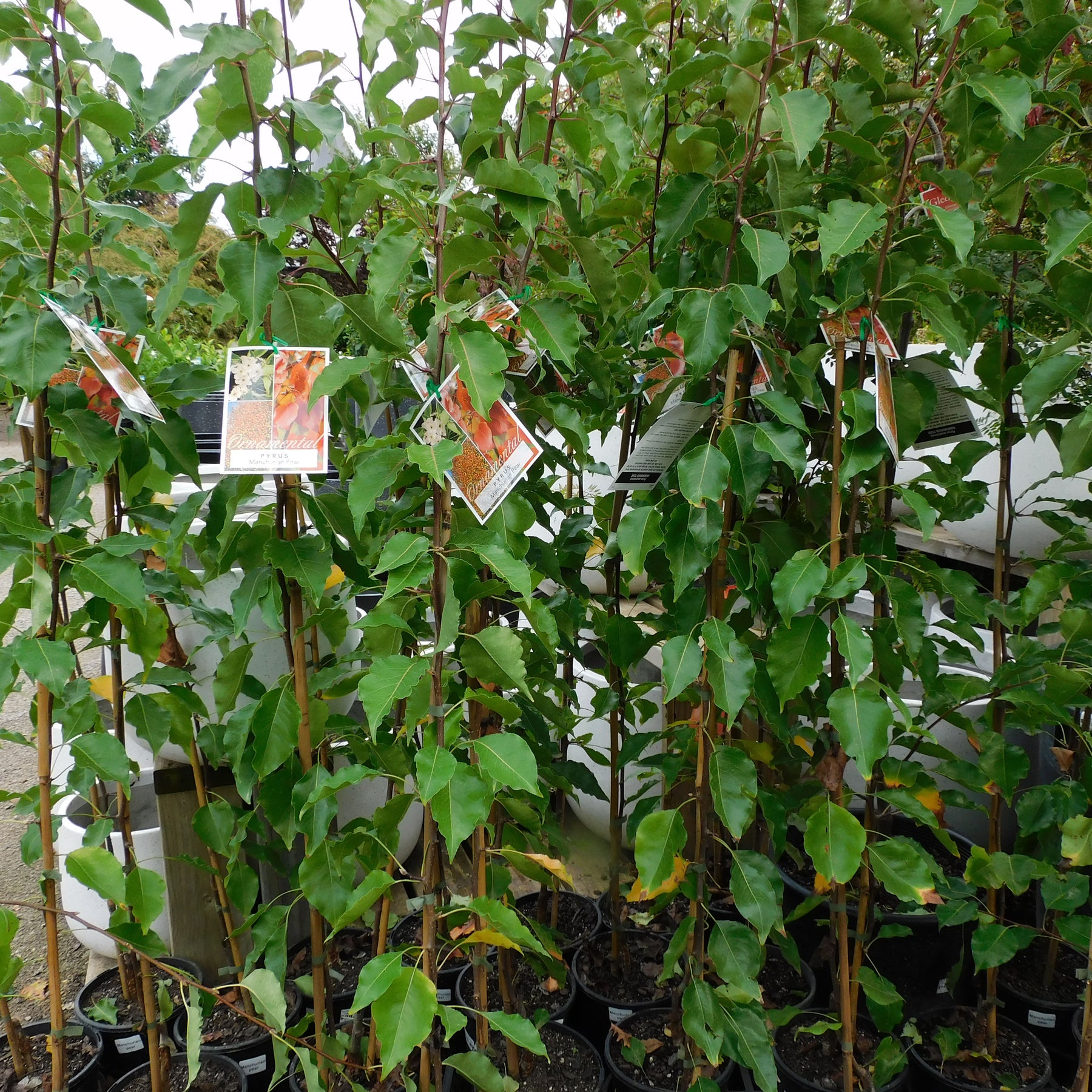 Trees – Wombat Gully Plant Farm Geelong