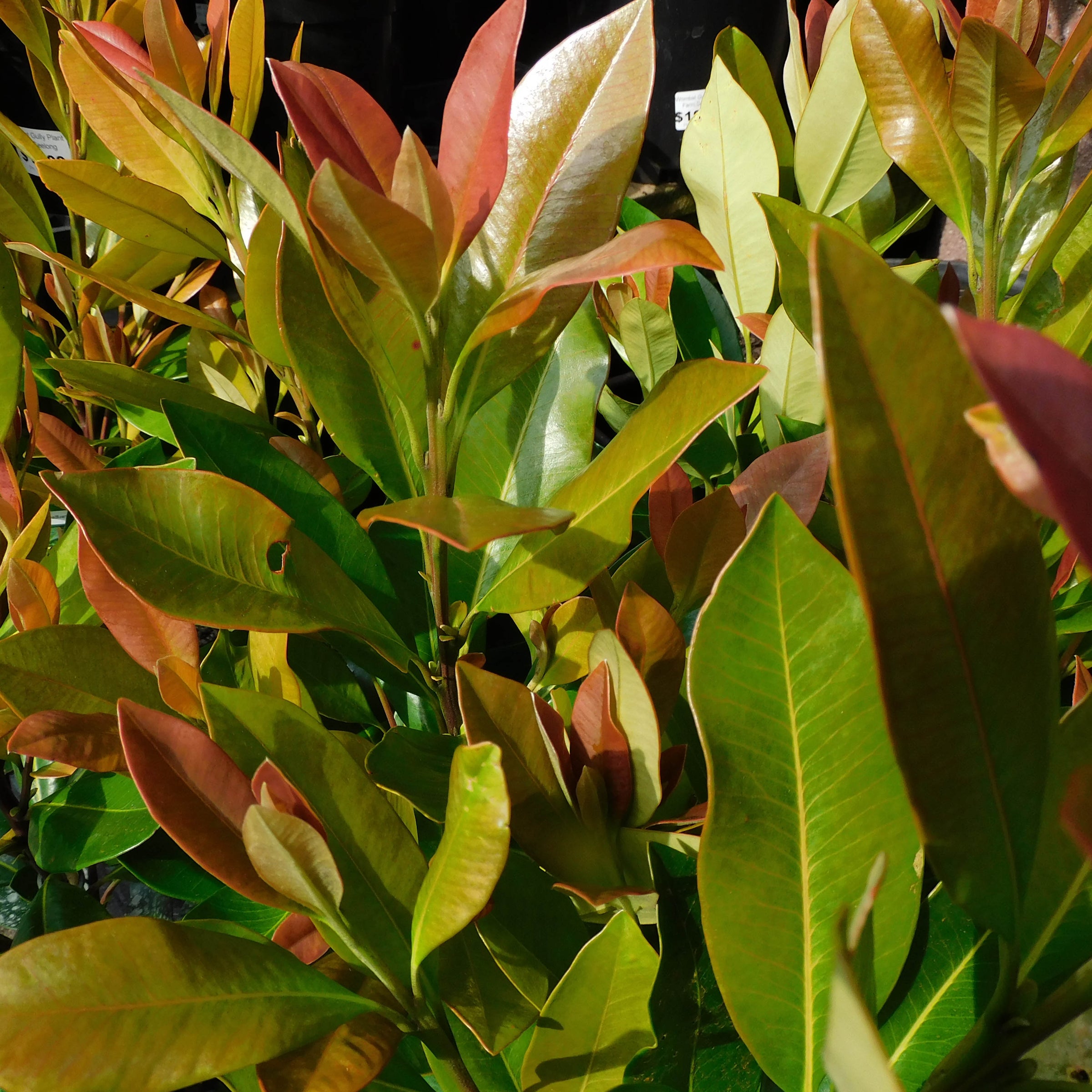 Native Trees – Wombat Gully Plant Farm Geelong