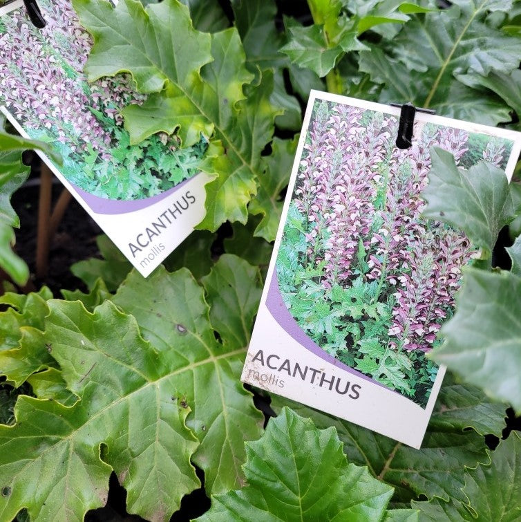 Acanthus mollis – Wombat Gully Plant Farm Geelong