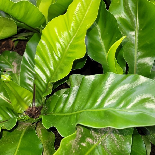 birds nest fern for sale melbourne Asplenium 'Birds Nest Fern' – Wombat Gully Plant Farm Geelong