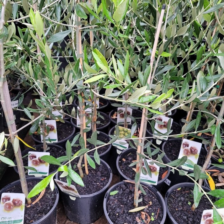 Olive 'Kalamata' – Wombat Gully Plant Farm Geelong