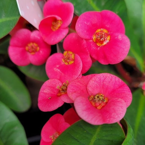 Euphorbia 'Lipstick' – Wombat Gully Plant Farm Geelong