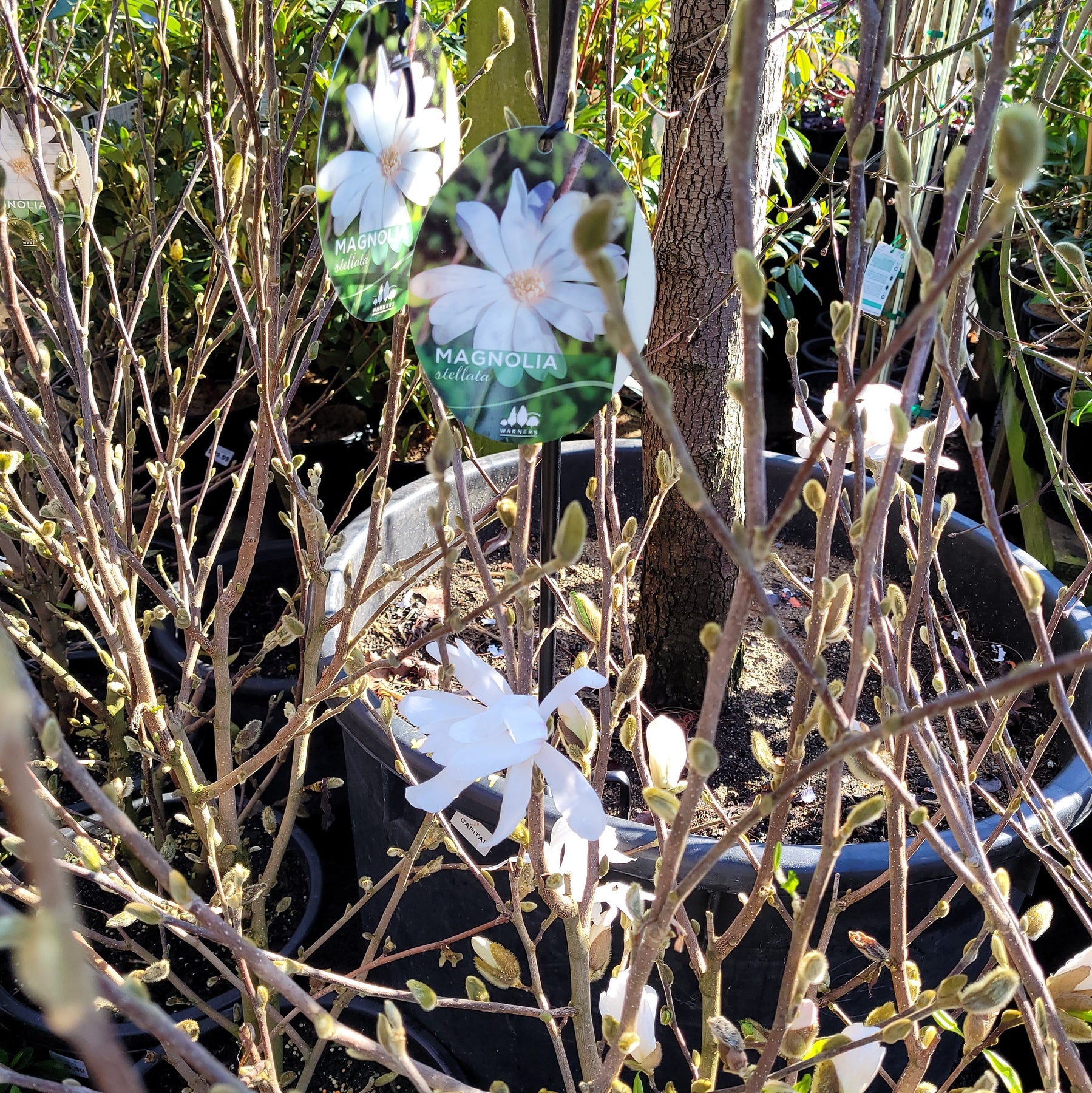Trees – Wombat Gully Plant Farm Geelong