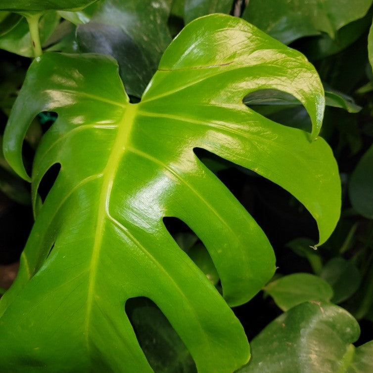 Monstera Farm Monstera deliciosa β Wombat Gully Plant Farm Geelong