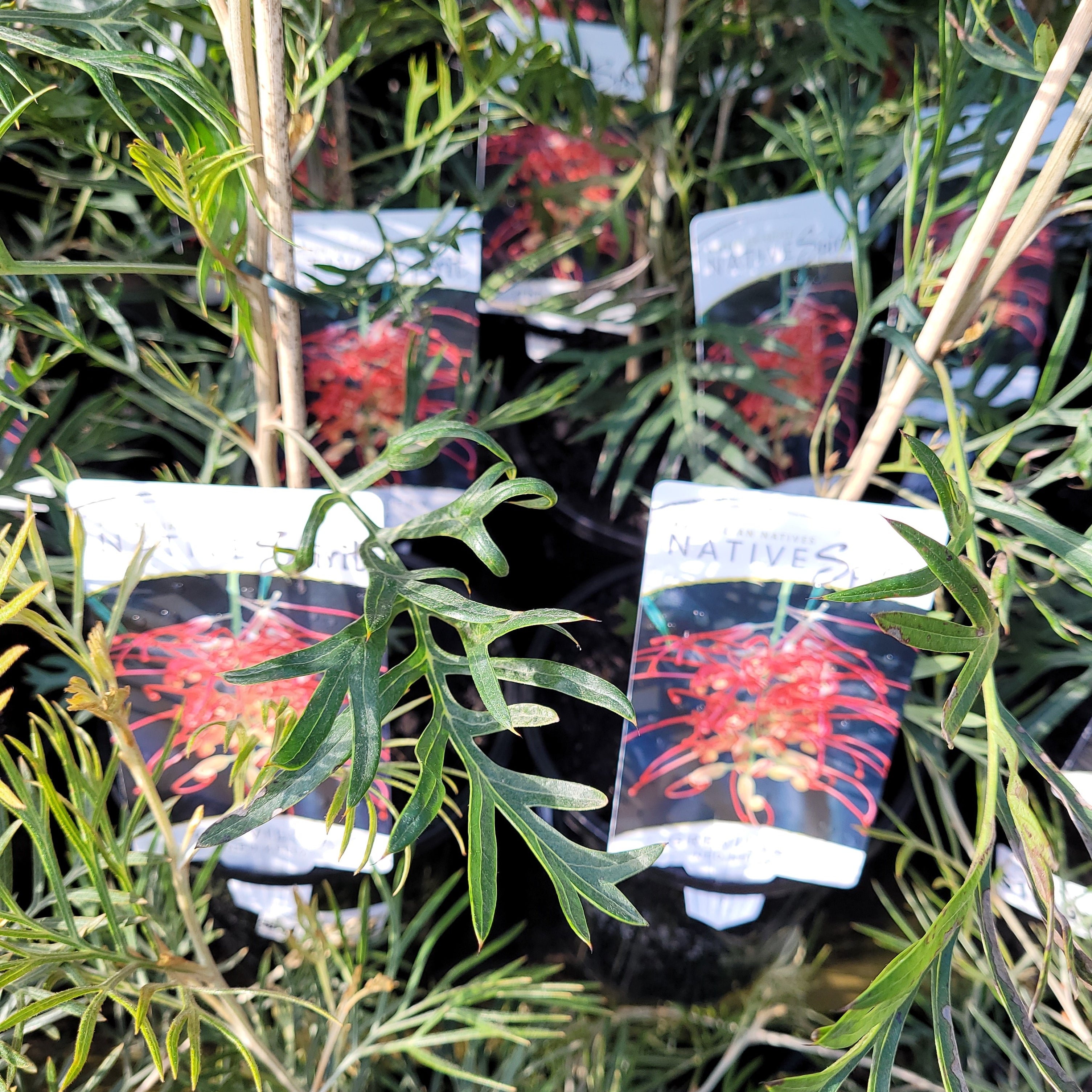 Grevillea 'Ned Kelly' – Wombat Gully Plant Farm Geelong
