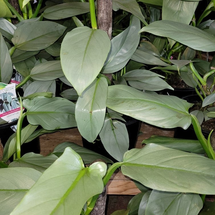 philodendron silver sword totem Philodendron 'Silver Sword' Totem