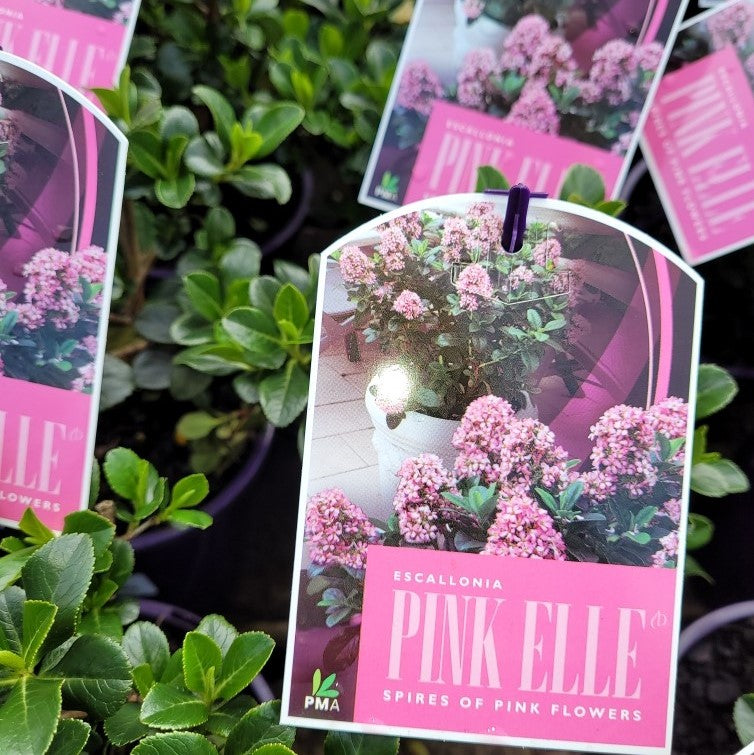 Escallonia 'Pink Elle' – Wombat Gully Plant Farm Geelong