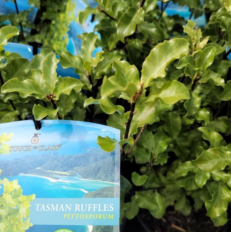 Pittosporum 'Tasman Ruffles' – Wombat Gully Plant Farm Geelong