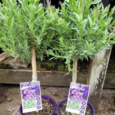 standard lavender plants Standard Lavender