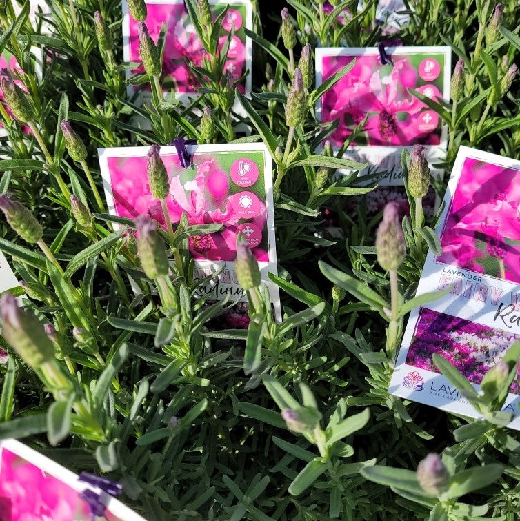 fairy wings lavender plant Lavender Fairy Wings 'Radiance' – Wombat Gully Plant Farm Geelong