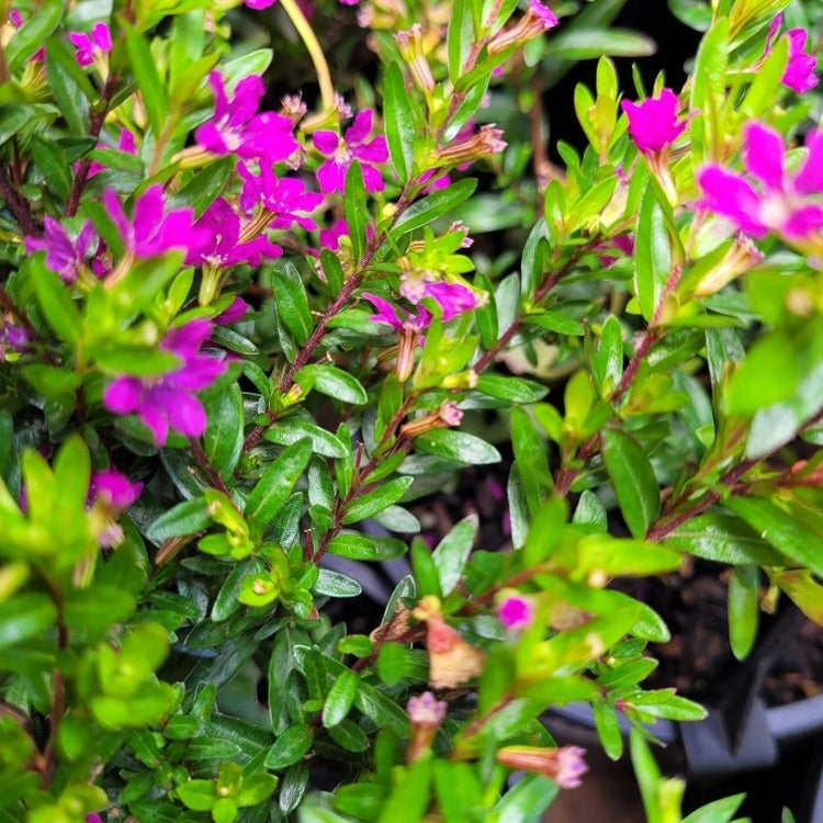 Shrubs – Wombat Gully Plant Farm Geelong