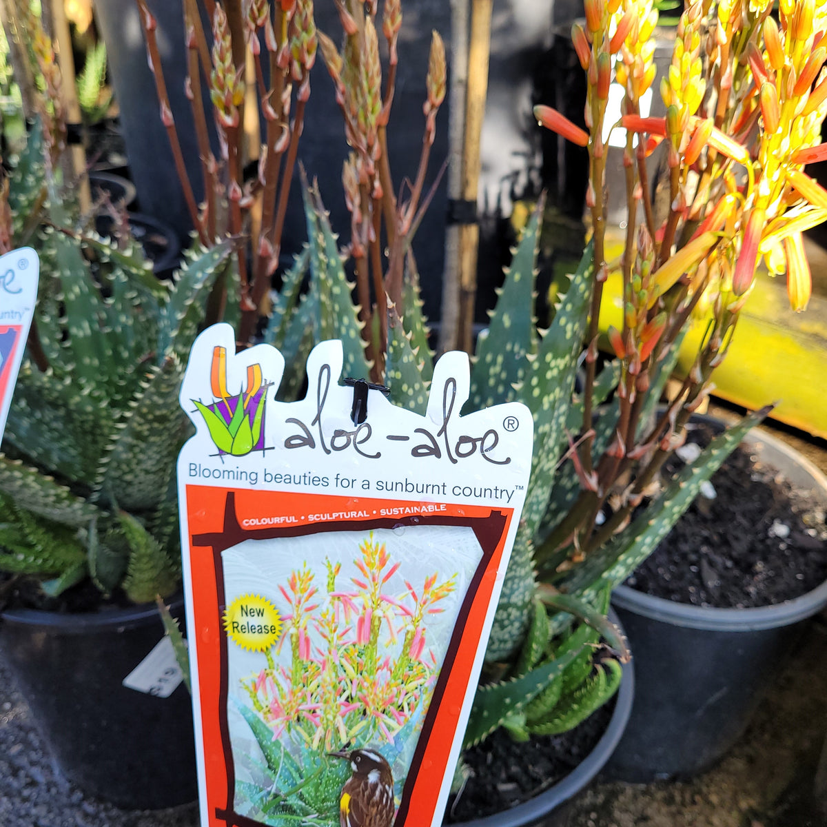 Aloe 'Spots n Dots' Wombat Gully Plant Farm Geelong