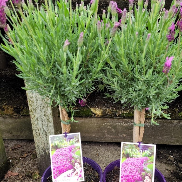 standard lavender plants Standard Lavender