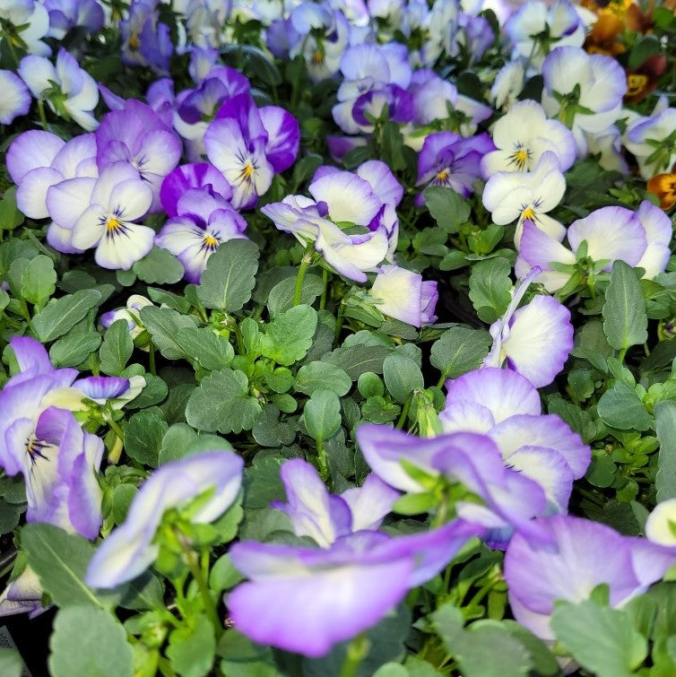 Viola Bloomers- Pastel mauve/white 5 for $10 – Wombat Gully Plant Farm ...
